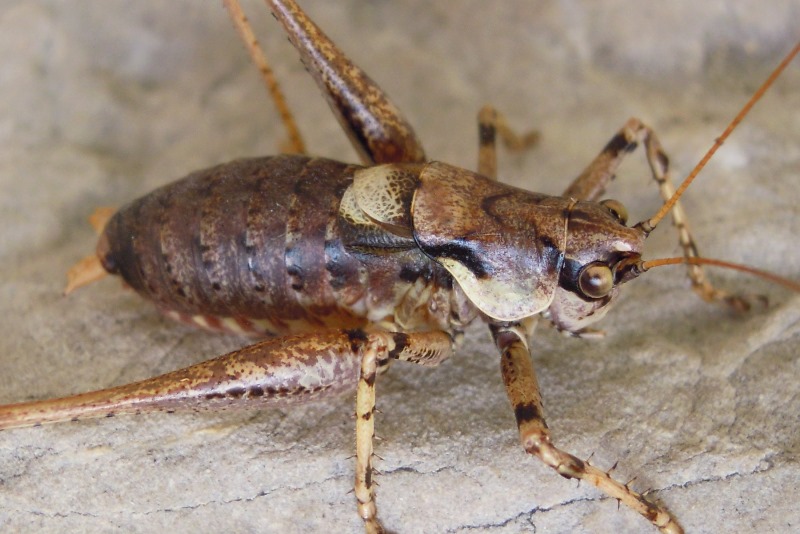 Chopardius pedestris pedestris, maschio a 200m s.l.m..